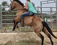 jumping-quarter-horse