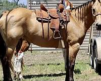 barrel-racing-quarter-horse