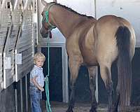 kid-safe-quarter-horse