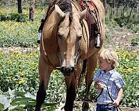 drill-team-quarter-horse