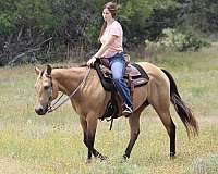 dappled-quarter-horse