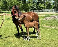 western-morgan-horse