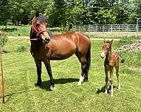 driving-morgan-horse