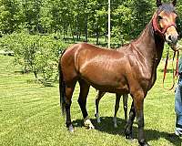 team-morgan-horse