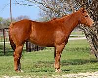 ranch-horse-quarter