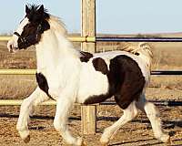 eventing-warmblood-horse