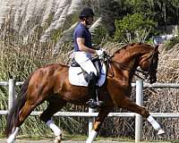 sporthorse-warmblood-horse