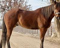 adults-quarter-horse