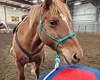 trail-riding-draft-pony
