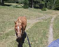 western-riding-draft-pony
