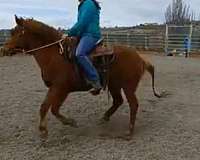 sorrel-trail-riding-pony
