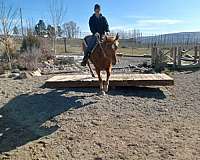 sorrel-western-riding-pony