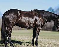 ridden-english-paint-horse