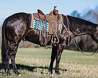 ridden-western-paint-horse