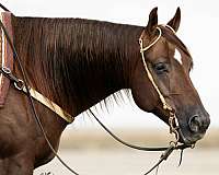 companion-quarter-horse