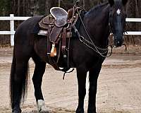 ridden-english-percheron-horse