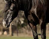 athletic-percheron-horse