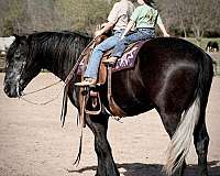kid-safe-percheron-horse