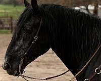 ranch-percheron-horse