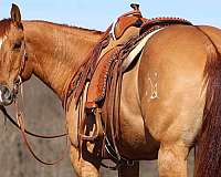 horsemanship-quarter-horse