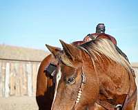 ridden-western-quarter-pony