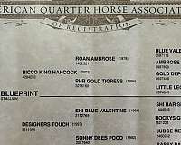 ranch-quarter-horse