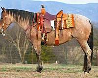 parade-quarter-horse