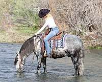 husband-safe-andalusian-horse