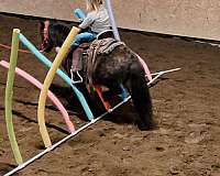 harness-miniature-pony