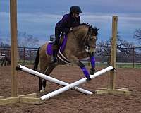 jumping-welsh-pony