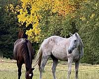 cross-andalusian-horse