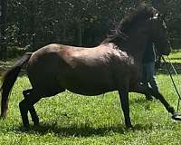 athletic-thoroughbred-horse