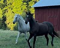 companion-thoroughbred-horse
