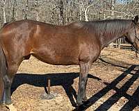 trained-thoroughbred-horse