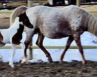 sport-gypsy-vanner-horse