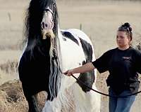 appaloosa-mare-gypsy-vanner-horse