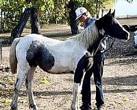 tobiano-horse