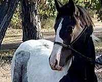 bay-roan-tobiano-horse