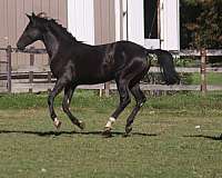 left-fore-irreg-white-pastern-horse