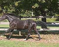black-highe-horse