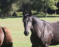 excellent-breeding-trakehner-horse