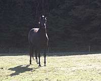 ground-trakehner-horse