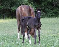 horseclicks-trakehner-horse