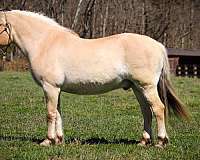 trail-fjord-horse