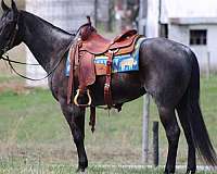 blue-roan-dark-points-horse