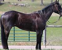 beginner-quarter-horse
