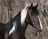 gypsy-quarter-horse