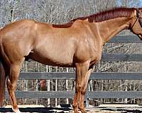 sorrel-aqha-horse
