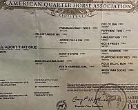 15-hand-quarter-horse-gelding