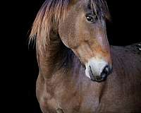 coolest-quarter-pony